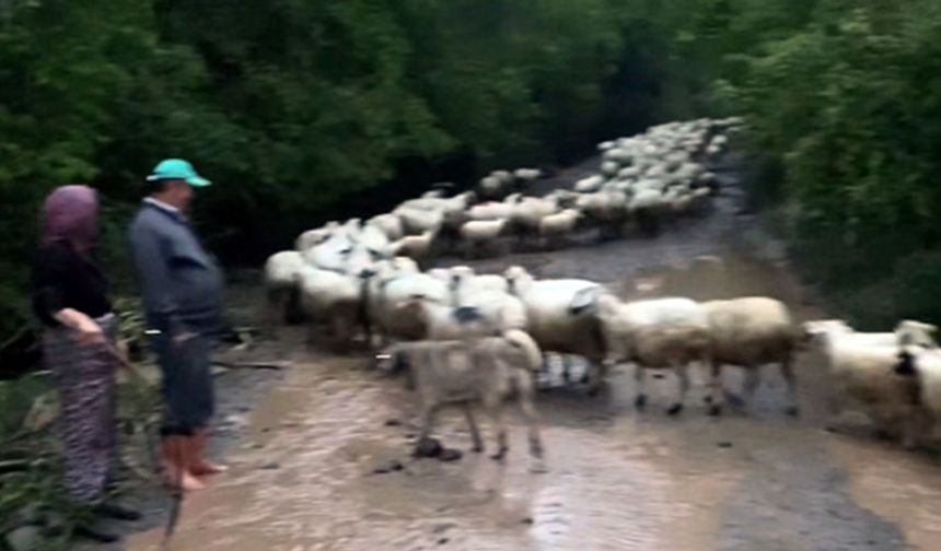 Amasya’da sağanak; yollar kapandı, hayvanlar mahsur kaldı