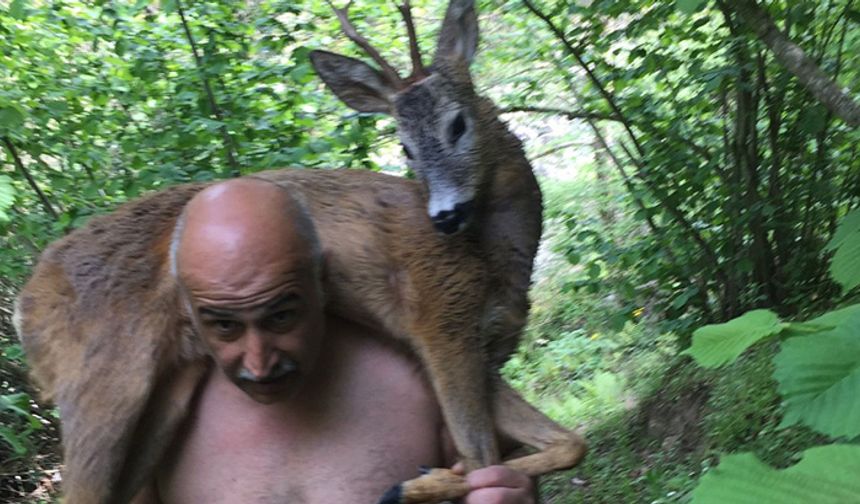 Derede yaralı halde bulunan geyik omuzda taşındı