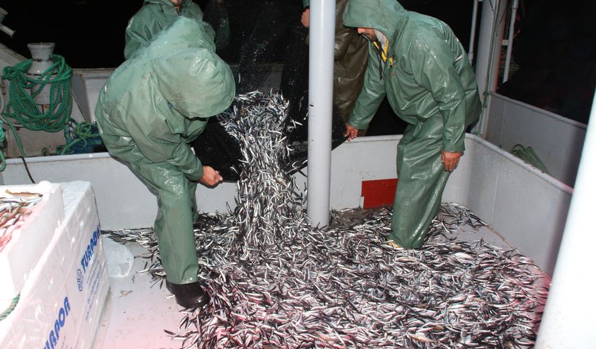 Trabzon’da sezonda yasal boy sınırı altında avlanan 20 ton hamsiye el konuldu