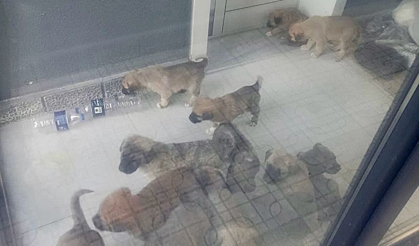 Doktorun sahiplenip öldürdüğü iddia edilen köpek sayısı 26'ya ulaştı (2)