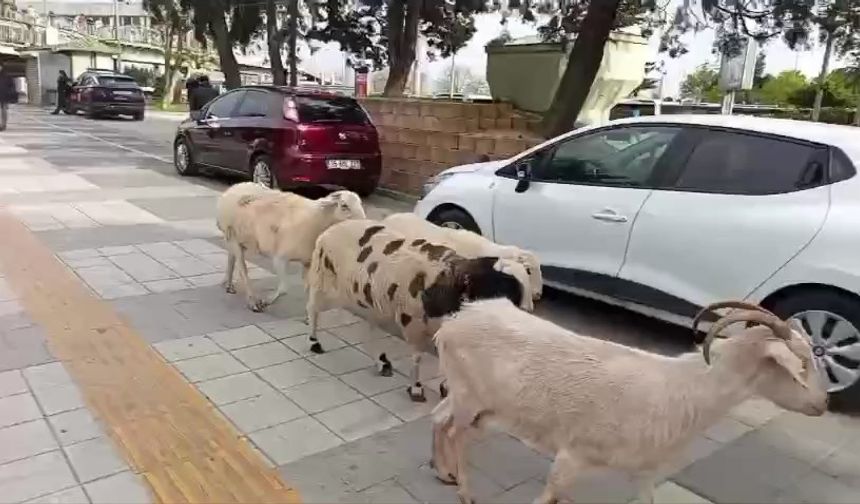 İstanbul - Küçükçekmece’de bir kişi, 4 koyunu ile yürürken görüntülendi