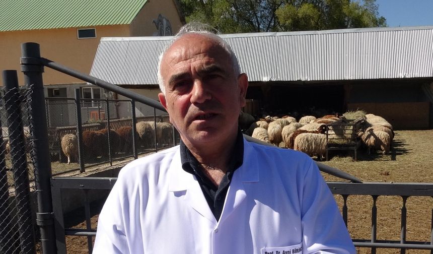 Araştırma merkezinde yetiştirilen koyunlar, kurbanlık olarak satışa çıkarıldı