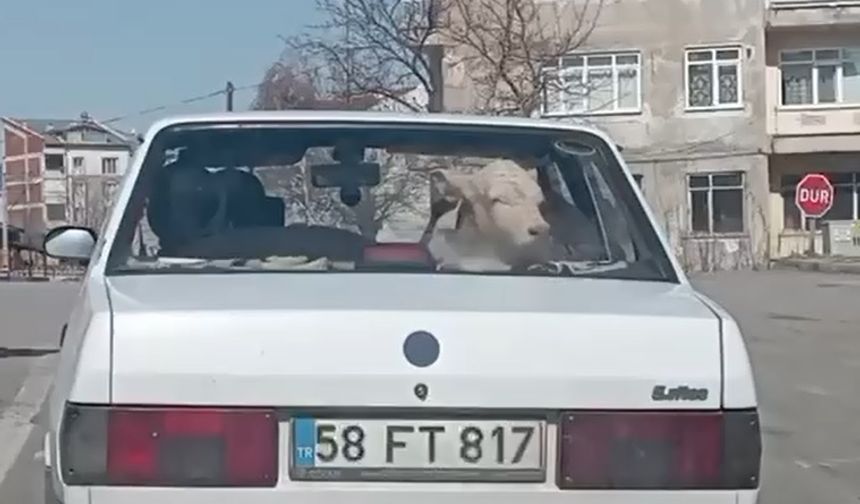 Buzağıyı otomobille veterinere götürdüler