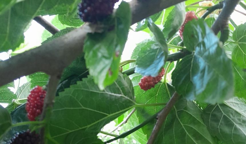 Karacabey'in 2 mahallesinde kahverengi kokarca böceği istilası; ürünlerde kalite kaybı var