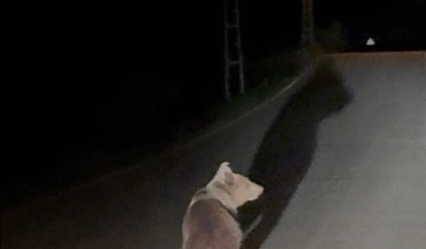 Köy yolunda koşan ayı kamerada