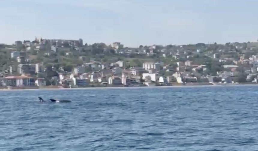 Tekirdağ açıklarında yunuslar görüntülendi