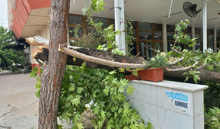 Turgutlu'da şiddetli rüzgar; ağaçlar devrildi