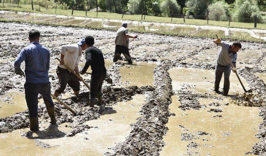 Bitlis'te asırlık çeltik geleneği sürüyor