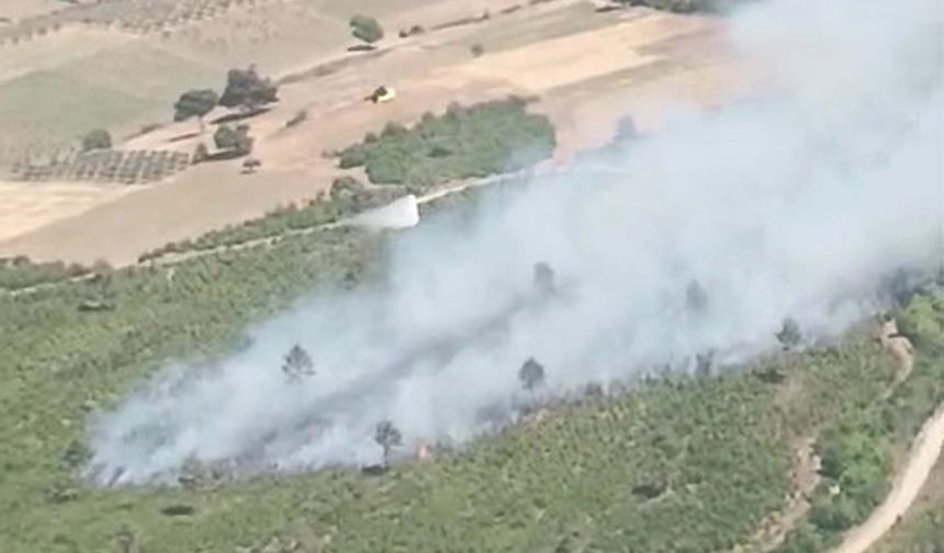 Manisa'da orman yangını
