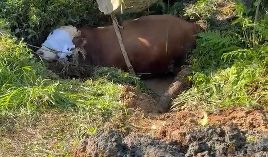 Rize’de kaçan boğa iş makinesiyle kurtarıldı; o anlar kamerada