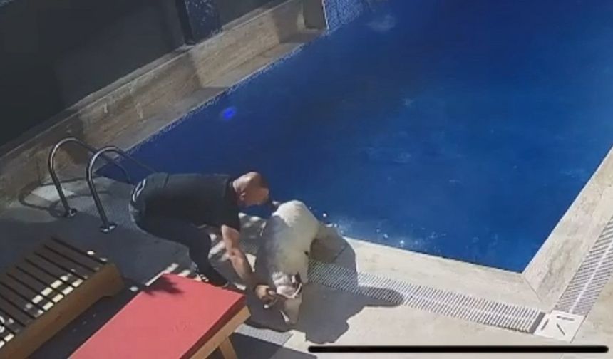 Sahibinden kaçan koçun, bir villanın bahçesindeki havuza girdiği anlar kamerada