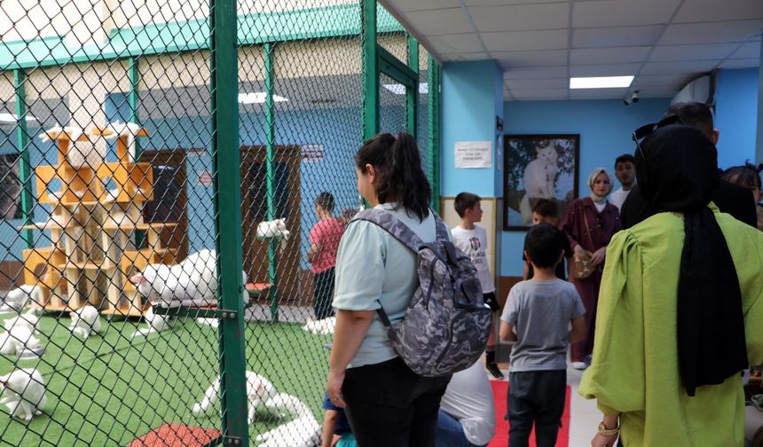 Van Kedi Villası'na 55 yeni üye katıldı