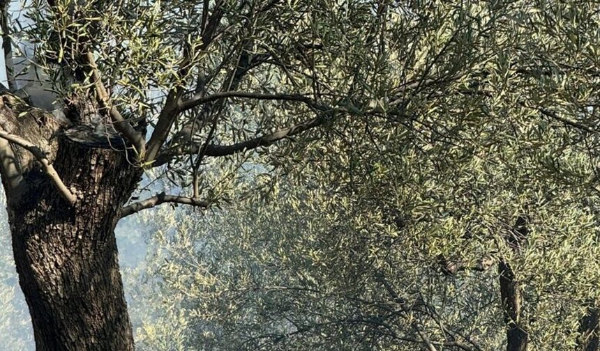 Ayvalık’ta aynı zamanda çıkan 4 yangın büyümeden söndürüldü