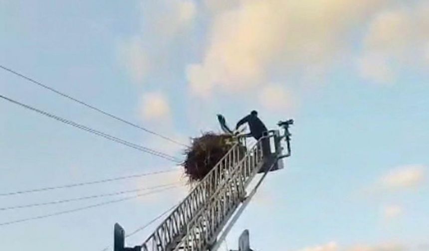 Düşen yavru leylek itfaiye ekipleri tarafından yuvasına konuldu