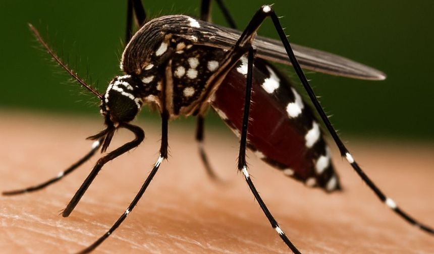 Prof. Dr. Özlü: ‘Chikungunya’ virüsü için yakın bir tehdit söz konusu değil