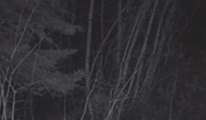 Sağ kulağı olmayan bozayı fotokapanda