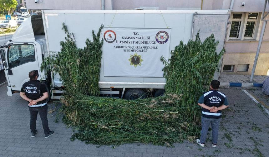 Samsun’da ayçiçeği tarlasında kenevir operasyonu