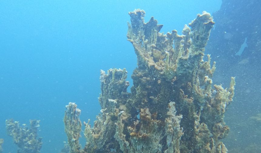 Van Gölü’nde 70 metrelik yeni mikrobiyalit bulundu