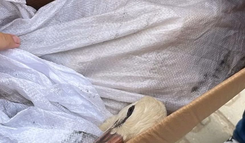 Cami kubbesinde ayağı aleme sıkışan leyleği kurtarma anları kask kamerasında