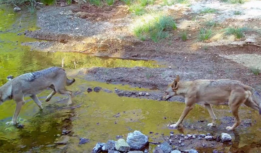 Muğla'da su kaynağına gelen kurtlar fotokapan kamerasında
