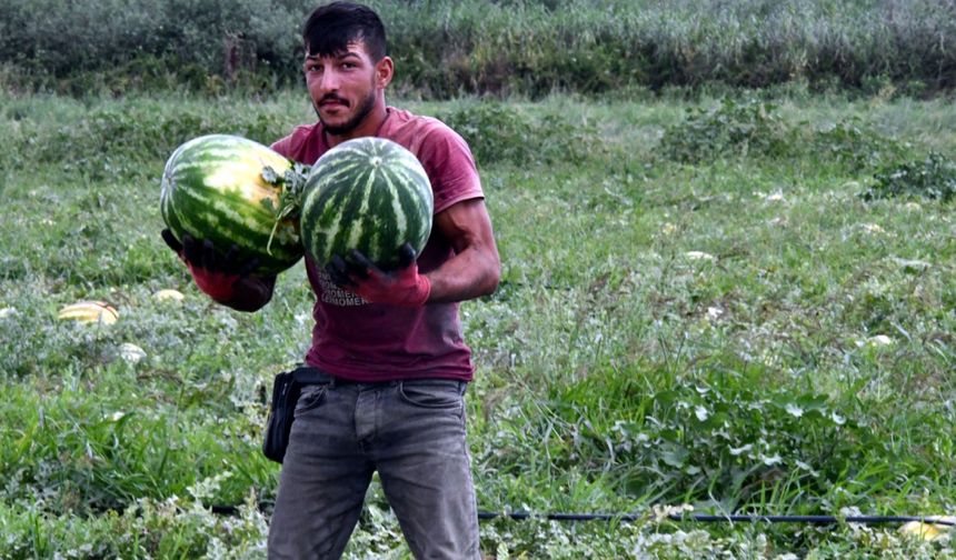 Tekirdağ'da Türkmenli Göleti'nde su seviyesi düştü, karpuz ekimi azaldı