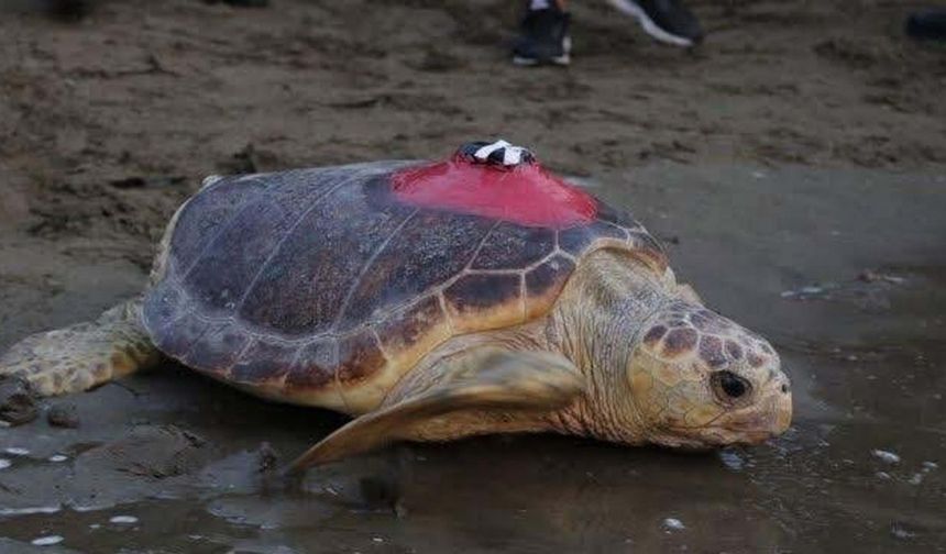 'Tuba'nın da aralarında bulunduğu 7 deniz kaplumbağası tekrar denizle buluştu