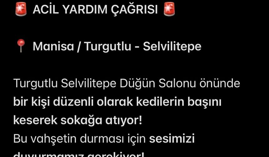 Turgutlu'da sokakta kedi başı bulundu iddiası