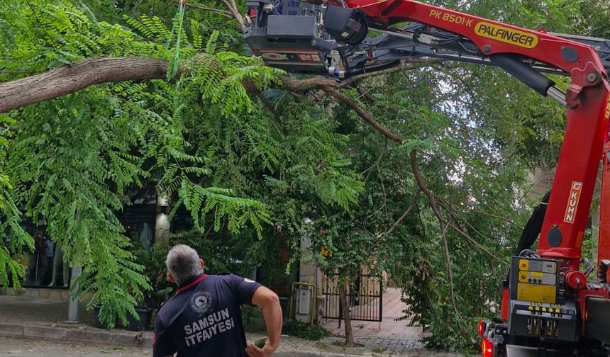 Rüzgarın devirdiği ağaç, otomobilin üzerine düştü