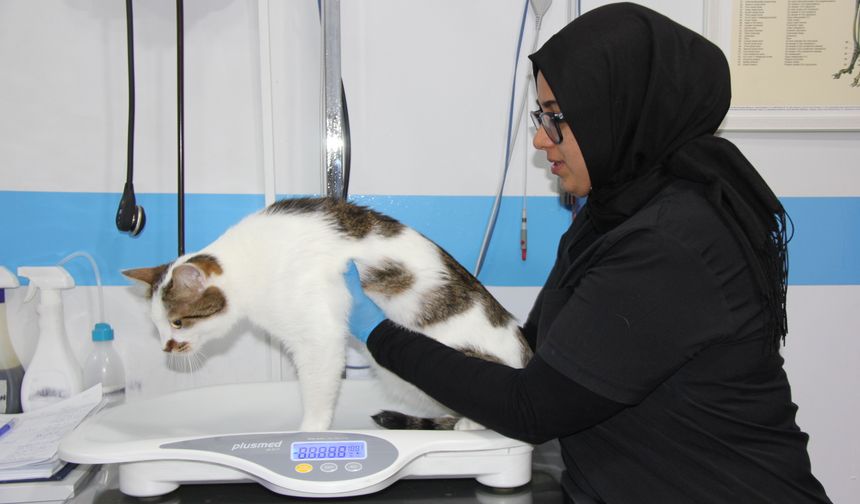 Şehir değiştirince depresyona giren ‘Paşa' kediye antidepresanlı tedavi