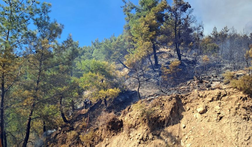 Serik'te orman yangını (2)