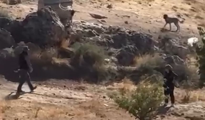 Sivas'ta yavru köpeğe sopalı şiddete gözaltı