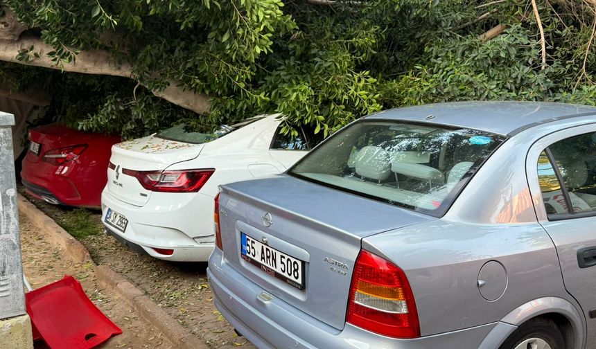 Antalya'da ağaç 5 otomobilin üzerine devrlidi