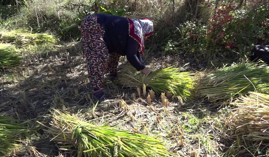 Artvin'de geleneksel yöntemlerle çeltik hasadı