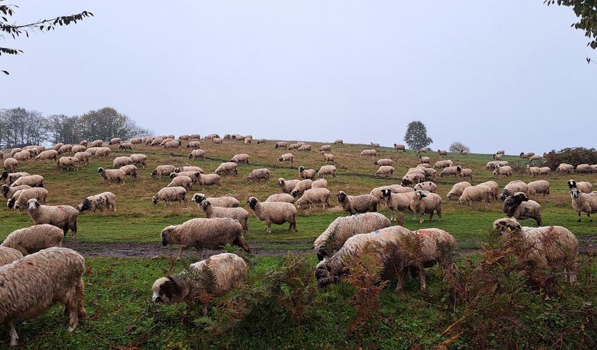 Eşini kaybettikten sonra oğluyla birlikte çobanlık yapıyor