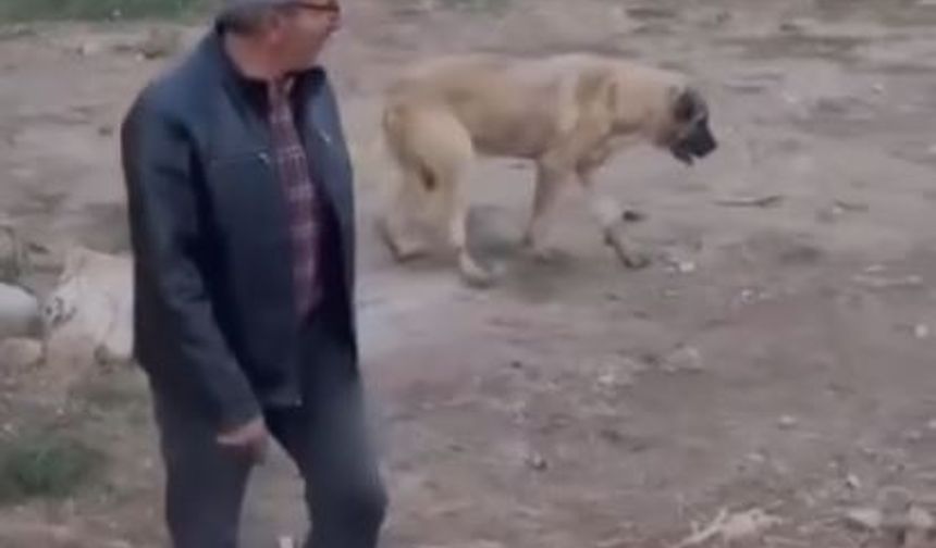 Fenalaşan köpeği kalp masajı yaparak kurtardı; O anlar kamerada