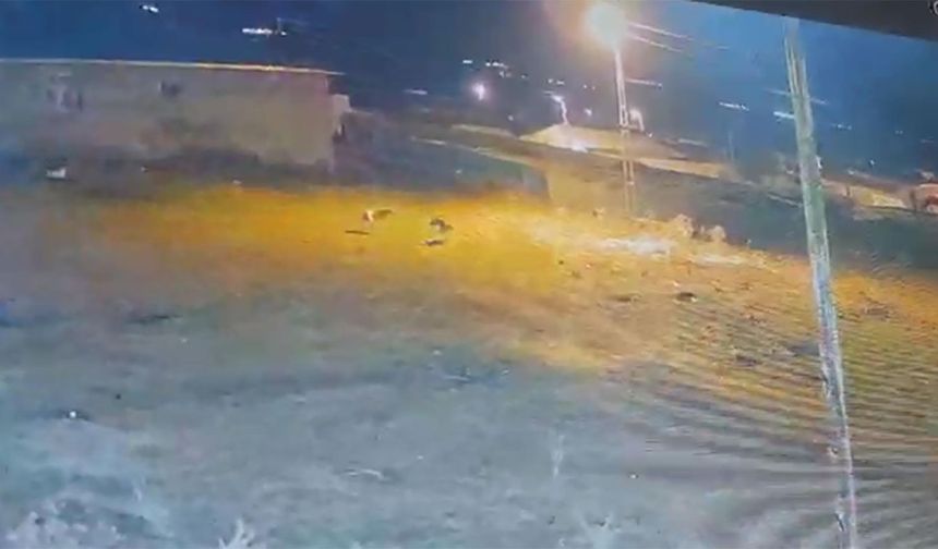 Köye inen kurtlar, köpeğe saldırdı