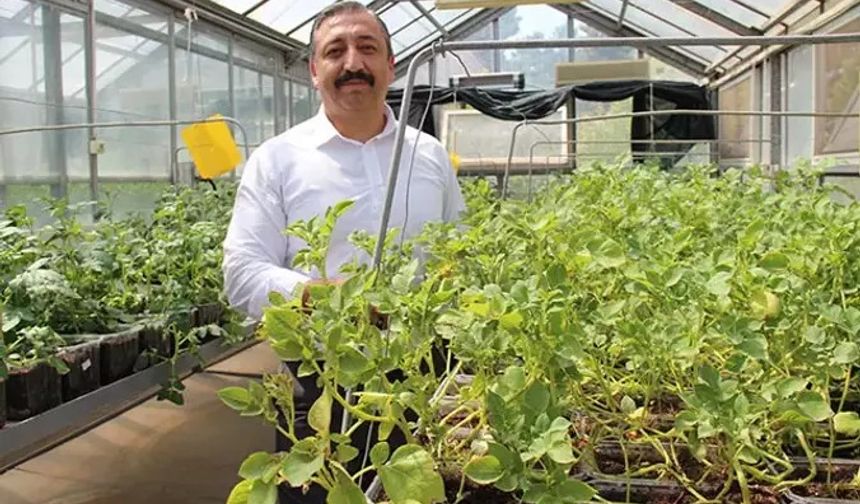 Niğde'de yerli ve milli patatesler topraksız sistemlerle 12 ay boyunca üretiliyor