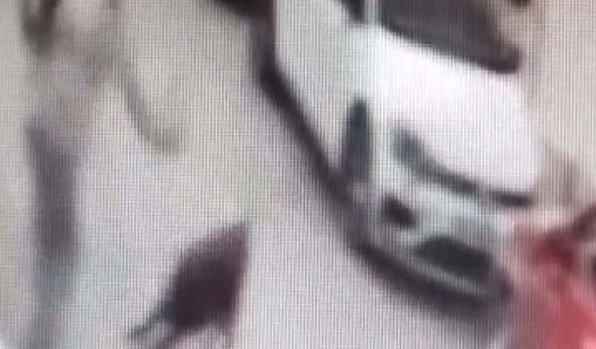 Sokak köpeğine kemerle vuran şüpheli gözaltında