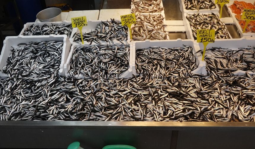 Trabzon'da hamsi bereketi