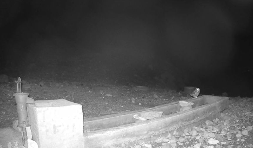 Aksaray'da yaban hayvanları kameraya yansıdı