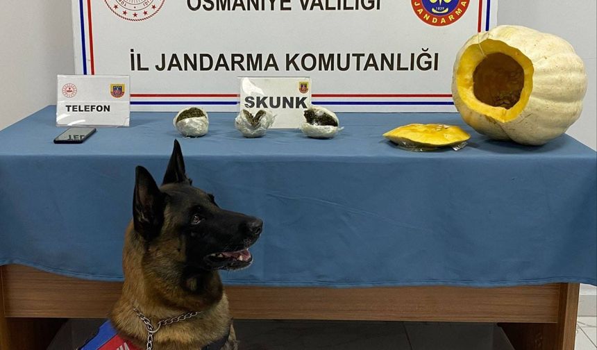 Bal kabağından uyuşturucu çıktı