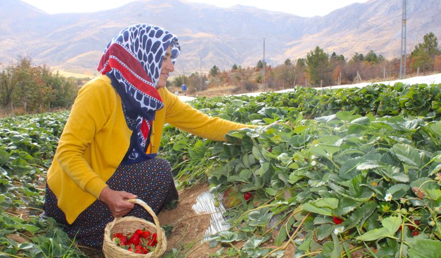Hobi olarak başladığı çilek üreticiliği geçim kaynakları oldu