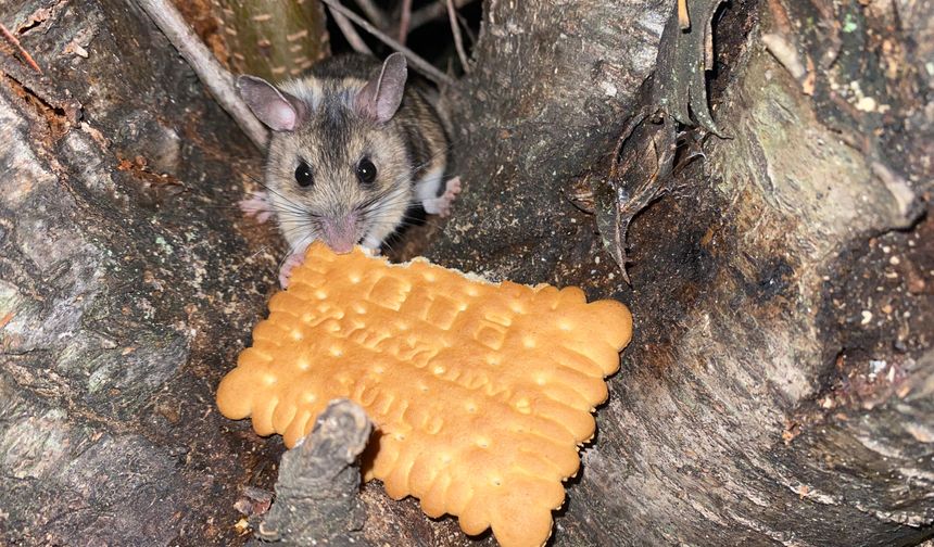 Nesli tükenmekte olan fareyi bisküviyle besledi