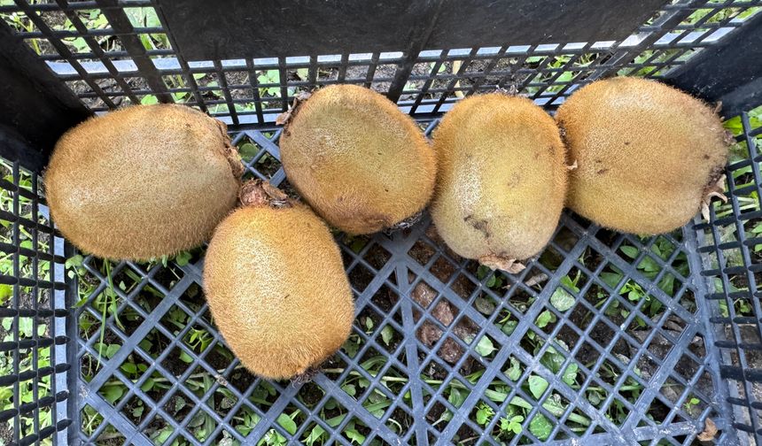 Ordu'da kivi için ‘erken hasat' uyarısı /Video eklendi