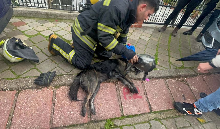 Yangında 2 köpekten biri öldü, diğeri kalp masajıyla yaşama döndürüldü