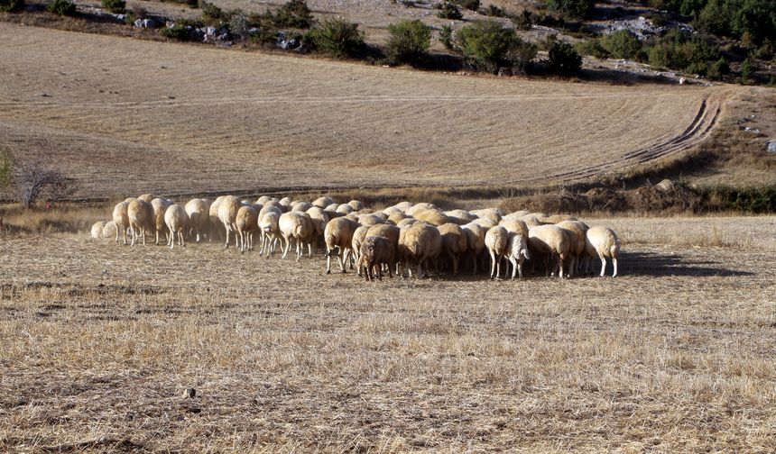 ‘Tedbir alınmazsa 10 yıl sonra çoban bulunmakta zorlanacağız'