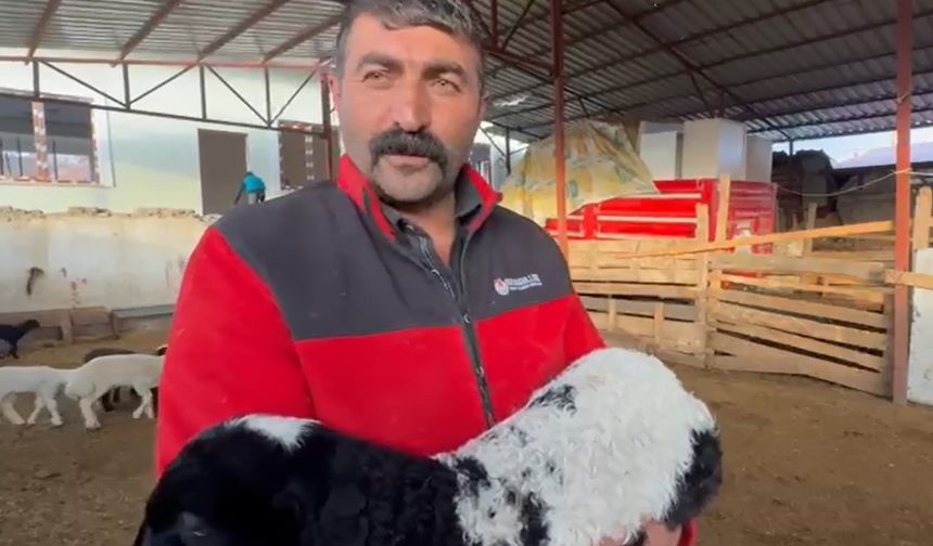 Tokat’ta annesi ölen kuzuyu inek emziriyor