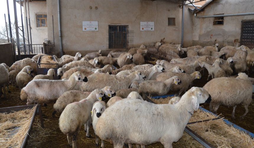 3 kuşaktır, koyun yetiştiriyorlar