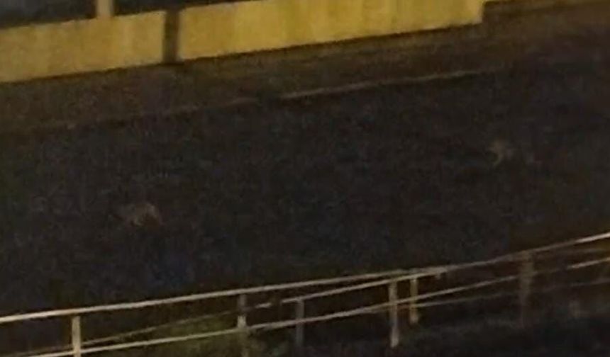 Aç kalan çakallar mahalleye indi