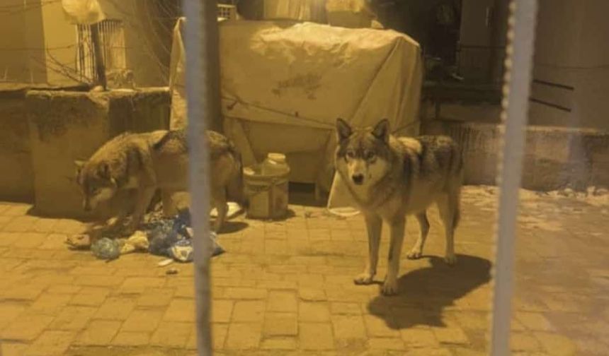 Ankara'da aç kalan kurtlar ilçeye indi